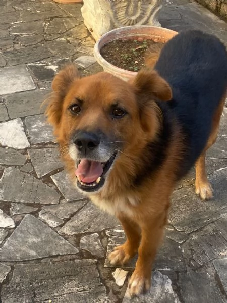 FULMINE 9 anni cerca casa - dolce giocherellone e buono  | Foto 3