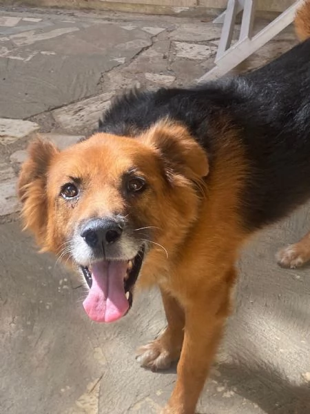 FULMINE 9 anni cerca casa - dolce giocherellone e buono  | Foto 2