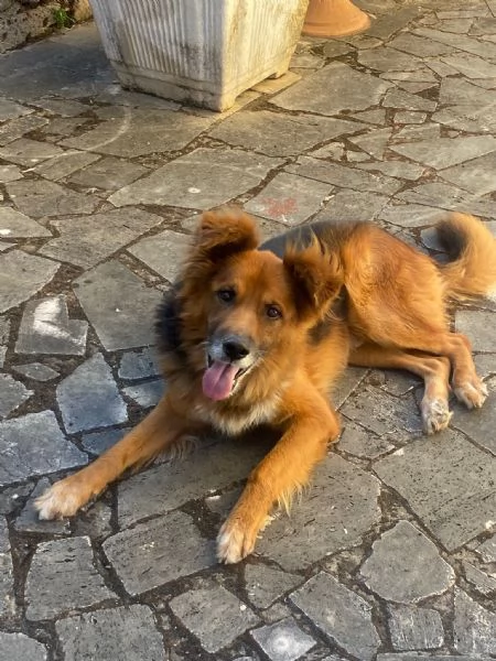 FULMINE 9 anni cerca casa - dolce giocherellone e buono  | Foto 1