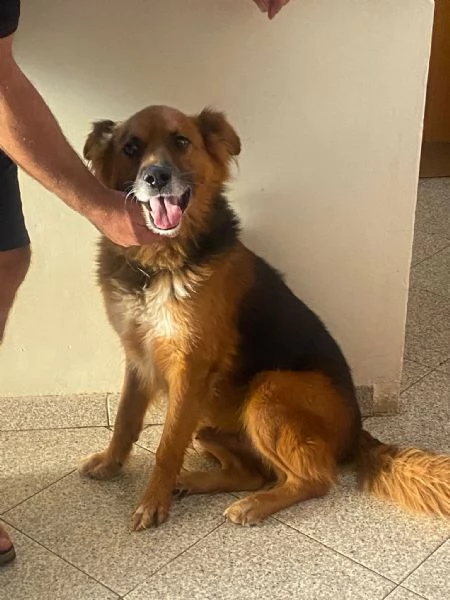 FULMINE 9 anni cerca casa - dolce giocherellone e buono  | Foto 0