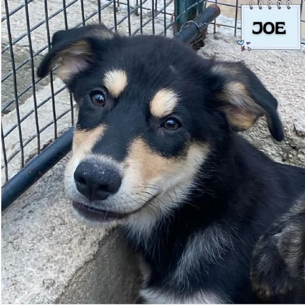 JOE cucciolo 4 mesi cerca adozione - canile di Latina