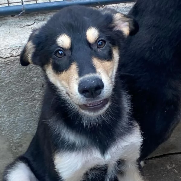 JOE cucciolo 4 mesi cerca adozione - canile di Latina | Foto 5