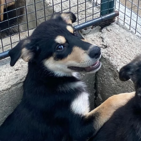 JOE cucciolo 4 mesi cerca adozione - canile di Latina | Foto 3