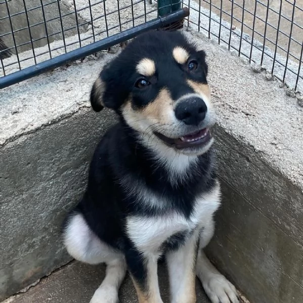 JOE cucciolo 4 mesi cerca adozione - canile di Latina | Foto 2