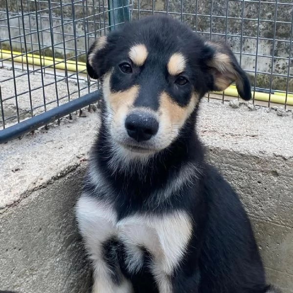 JOE cucciolo 4 mesi cerca adozione - canile di Latina | Foto 1