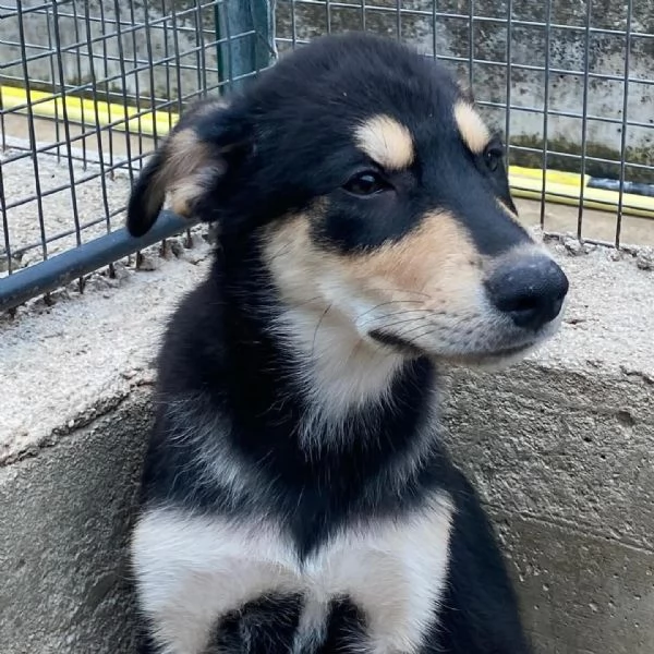 JOE cucciolo 4 mesi cerca adozione - canile di Latina | Foto 0