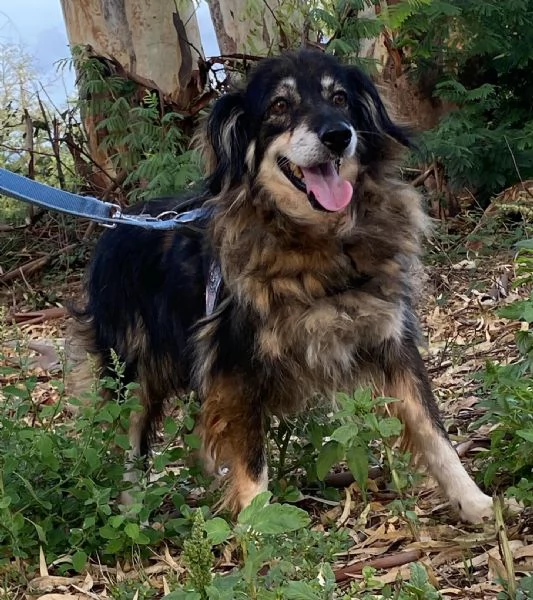 SALLY dolce cagnolina taglia media cerca adozione a Latina | Foto 6