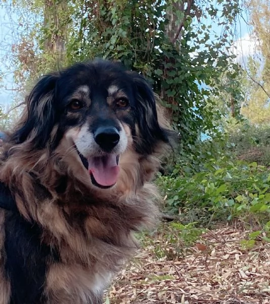 SALLY dolce cagnolina taglia media cerca adozione a Latina | Foto 5