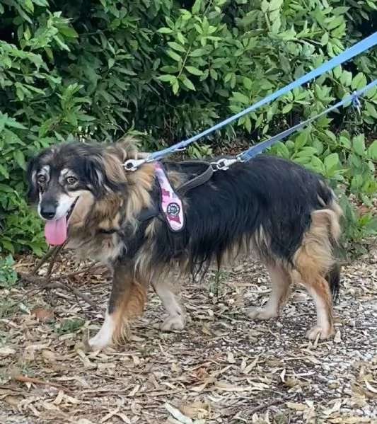 SALLY dolce cagnolina taglia media cerca adozione a Latina | Foto 4