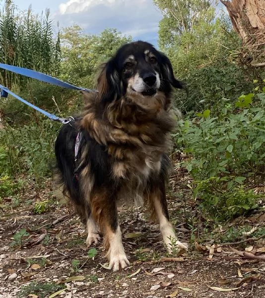 SALLY dolce cagnolina taglia media cerca adozione a Latina | Foto 3