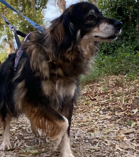 SALLY dolce cagnolina taglia media cerca adozione a Latina | Foto 2