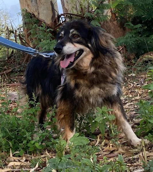 SALLY dolce cagnolina taglia media cerca adozione a Latina | Foto 1