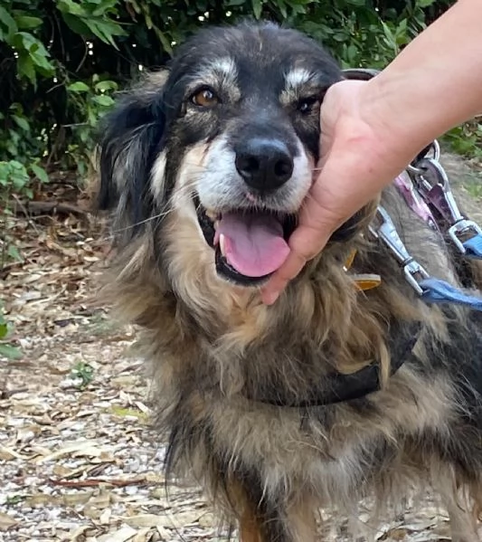 SALLY dolce cagnolina taglia media cerca adozione a Latina