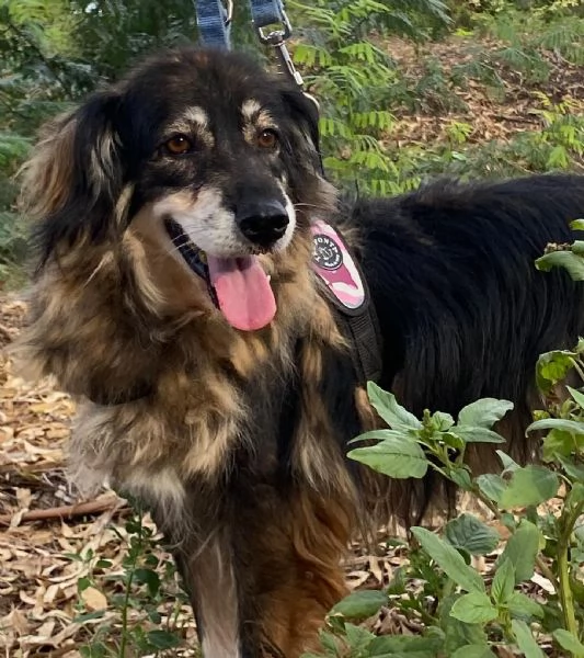 SALLY dolce cagnolina taglia media cerca adozione a Latina | Foto 0