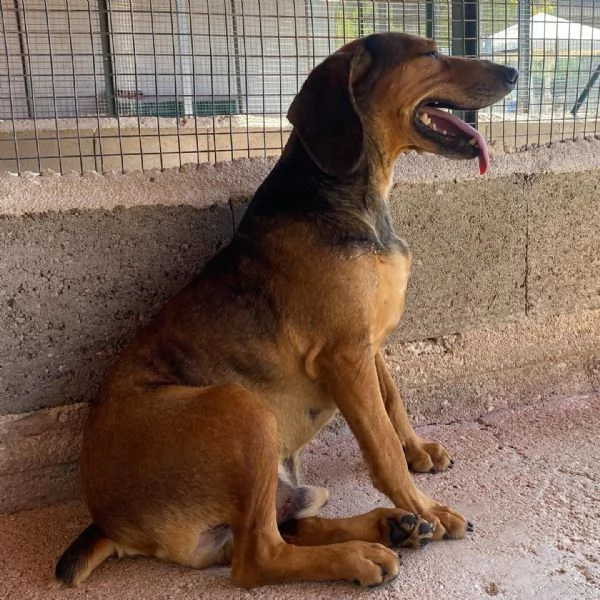 PUCk dolce segugetto 5 anni cerca casa - adozione canile di Latina | Foto 6