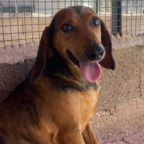 PUCk dolce segugetto 5 anni cerca casa - adozione canile di Latina | Foto 5