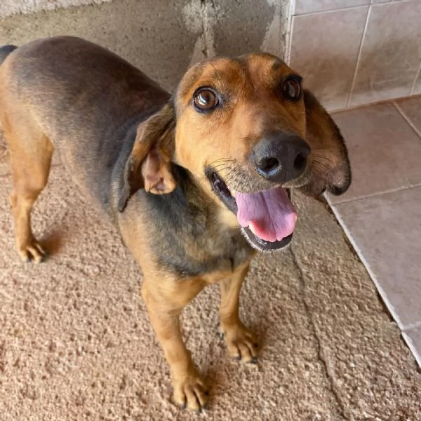 PUCk dolce segugetto 5 anni cerca casa - adozione canile di Latina | Foto 3