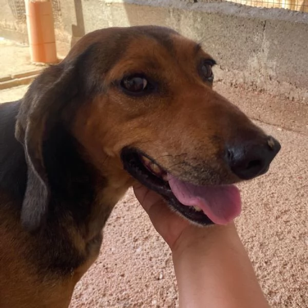 PUCk dolce segugetto 5 anni cerca casa - adozione canile di Latina | Foto 2