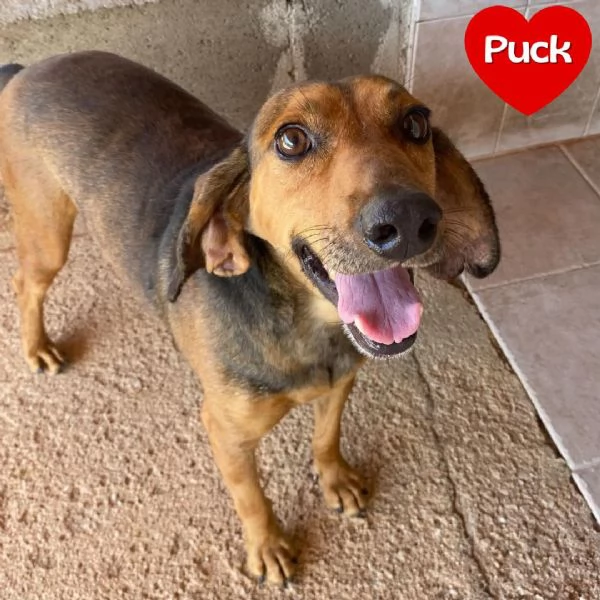 PUCk dolce segugetto 5 anni cerca casa - adozione canile di Latina