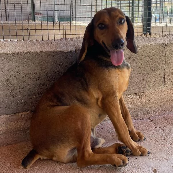PUCk dolce segugetto 5 anni cerca casa - adozione canile di Latina | Foto 1