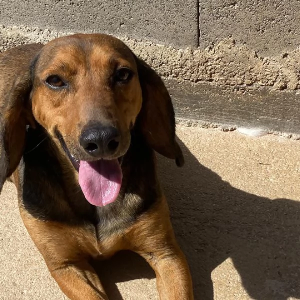 PUCk dolce segugetto 5 anni cerca casa - adozione canile di Latina | Foto 0