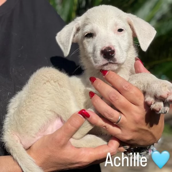 Achille dolce cucciolo 2 mesi cerca casa