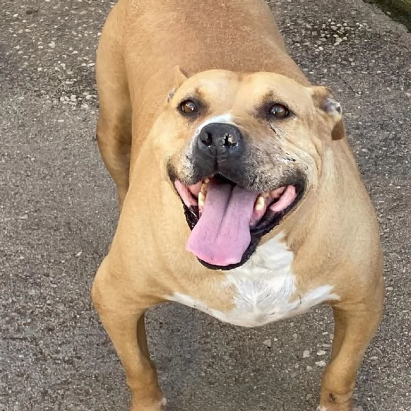 CARRIE dolce molossetta 9 anni in adozione - canile di Latina | Foto 4