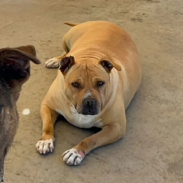 CARRIE dolce molossetta 9 anni in adozione - canile di Latina | Foto 3