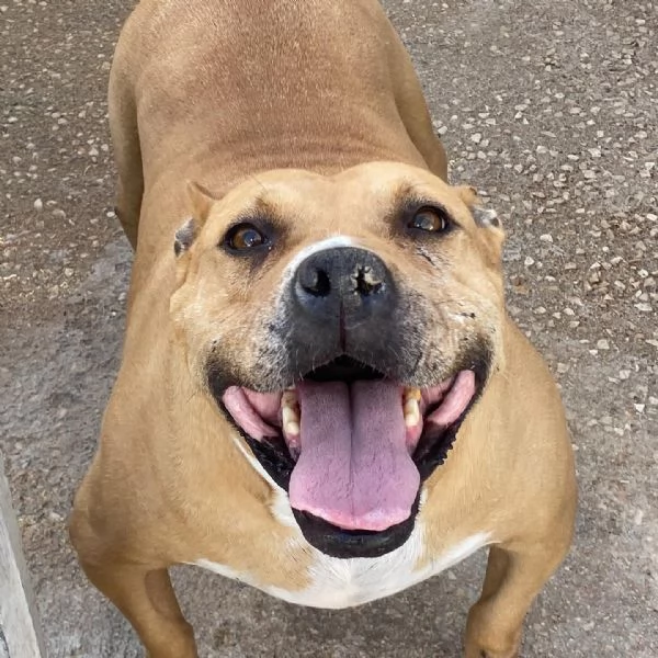 CARRIE dolce molossetta 9 anni in adozione - canile di Latina | Foto 2