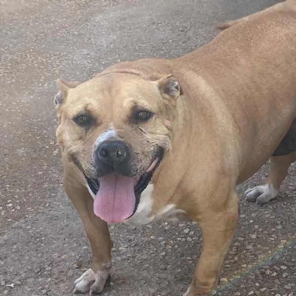 CARRIE dolce molossetta 9 anni in adozione - canile di Latina | Foto 1