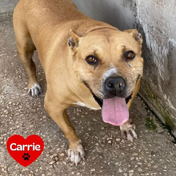 CARRIE dolce molossetta 9 anni in adozione - canile di Latina