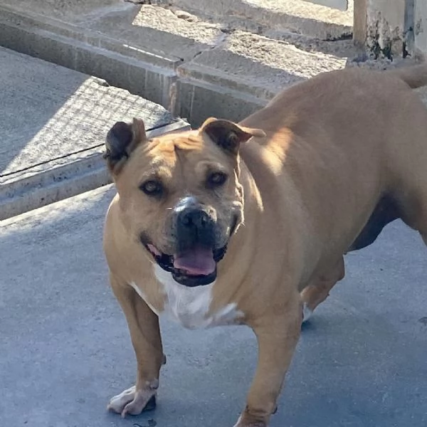 CARRIE dolce molossetta 9 anni in adozione - canile di Latina | Foto 0