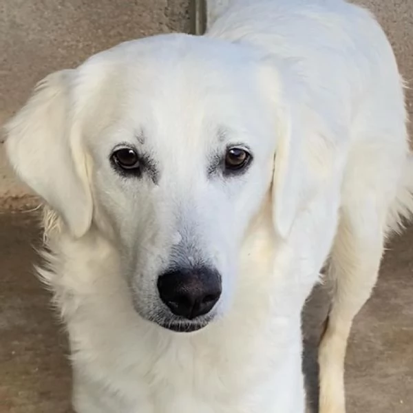 Suamy dolce cagnolina 10 mesi in adozione canile di Latina | Foto 5