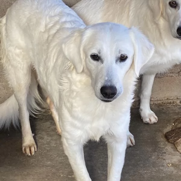 Suamy dolce cagnolina 10 mesi in adozione canile di Latina | Foto 4