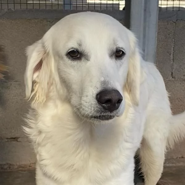 Suamy dolce cagnolina 10 mesi in adozione canile di Latina | Foto 2