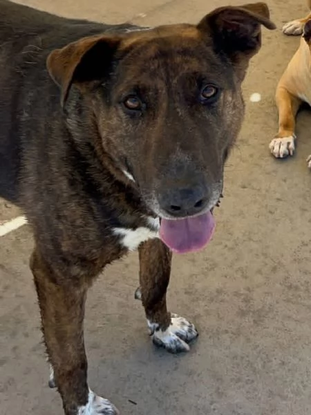 BULLY derivato bull terrier in adozione - canile di Latina | Foto 3