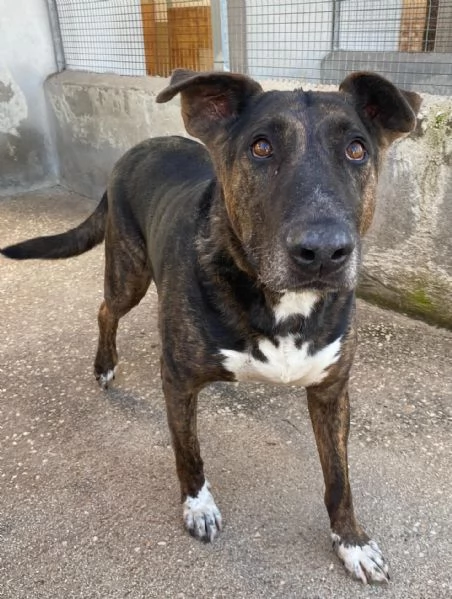 BULLY derivato bull terrier in adozione - canile di Latina | Foto 2