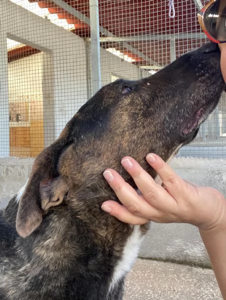 BULLY derivato bull terrier in adozione - canile di Latina | Foto 1