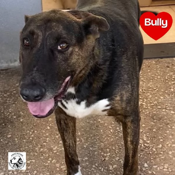 BULLY derivato bull terrier in adozione - canile di Latina