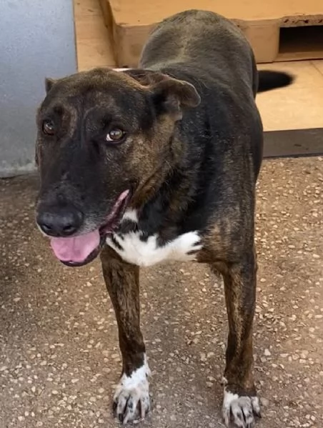 BULLY derivato bull terrier in adozione - canile di Latina | Foto 0