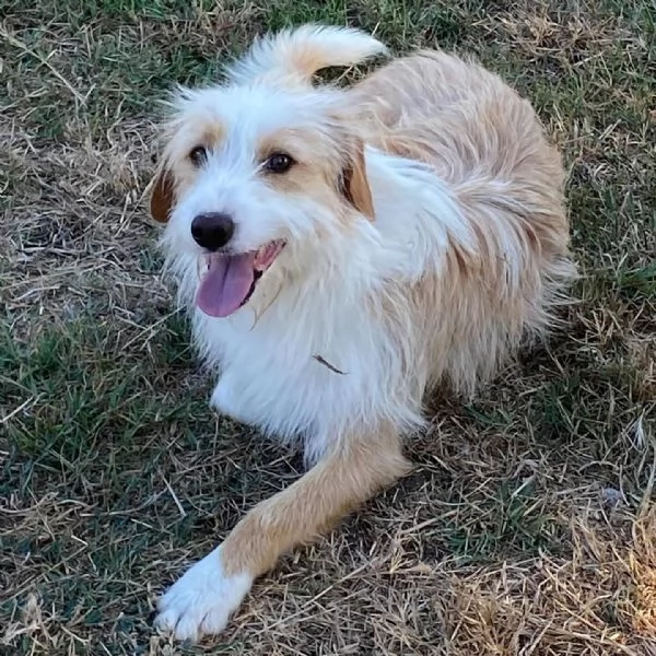 LEONE dolce spinoncino in adozione - canile di Latina | Foto 6