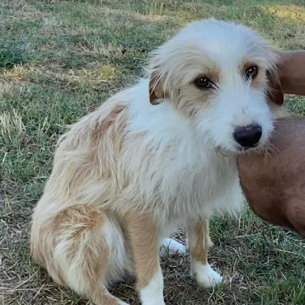 LEONE dolce spinoncino in adozione - canile di Latina | Foto 5