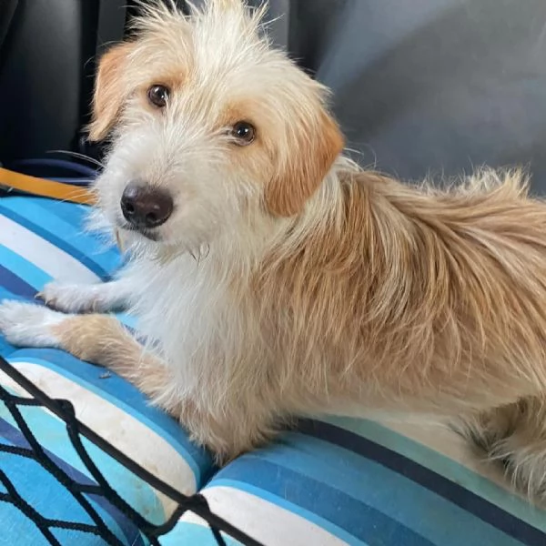 LEONE dolce spinoncino in adozione - canile di Latina | Foto 4