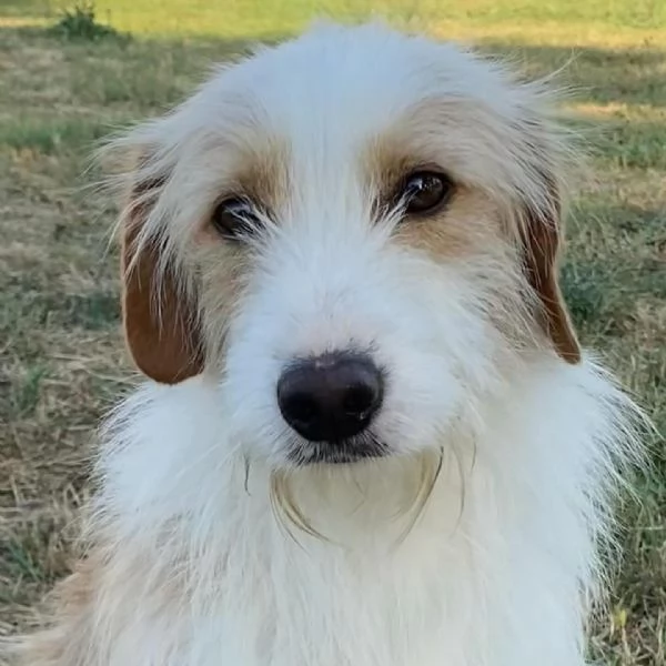 LEONE dolce spinoncino in adozione - canile di Latina | Foto 3