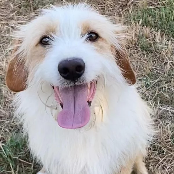 LEONE dolce spinoncino in adozione - canile di Latina | Foto 2