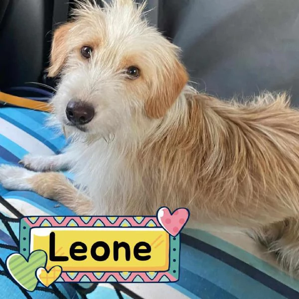 LEONE dolce spinoncino in adozione - canile di Latina