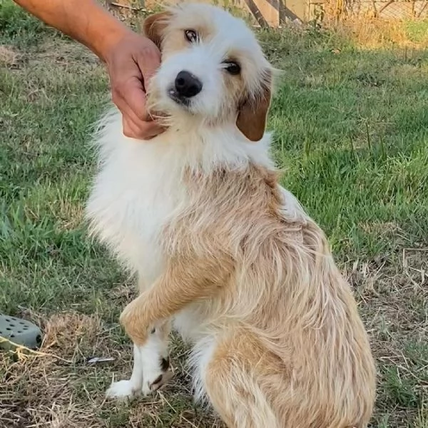 LEONE dolce spinoncino in adozione - canile di Latina | Foto 1