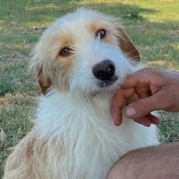 LEONE dolce spinoncino in adozione - canile di Latina | Foto 0