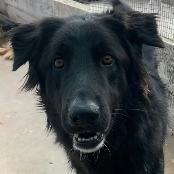 ANUBI bellissimo incrocio pastore belga 2 anni in adozione  | Foto 4