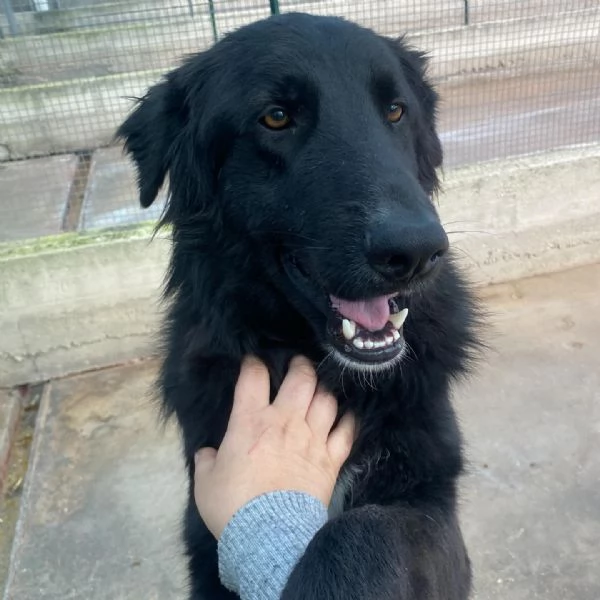 ANUBI bellissimo incrocio pastore belga 2 anni in adozione  | Foto 1